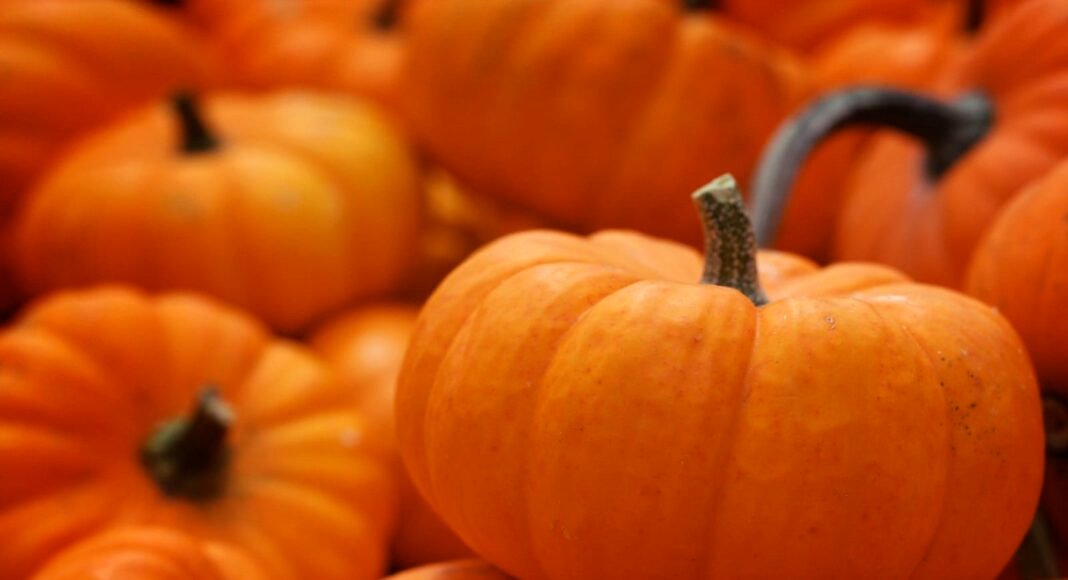The Surprising Health Benefits of Pumpkin – One Green Planet