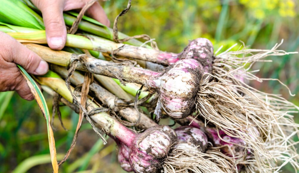 Getting to Know the Different Types of Garlic, Which to Choose, and What They Are Good For – One Green Planet