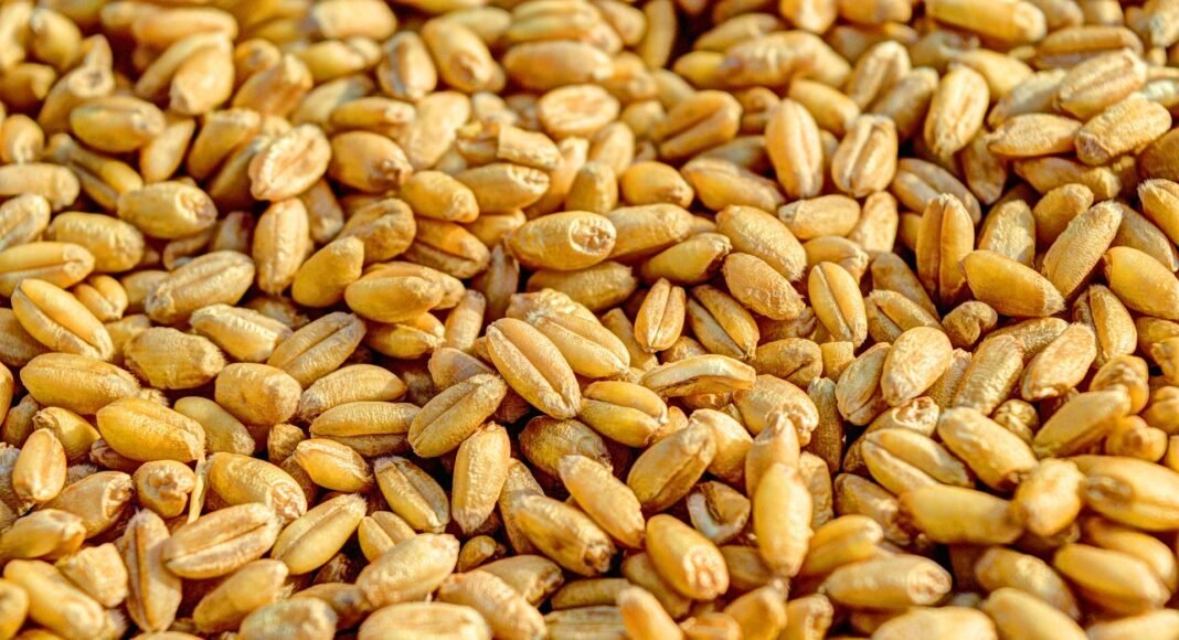 10 Organic Wheat Berries for Baking, Soaking, Roasting, or Grinding – One Green Planet