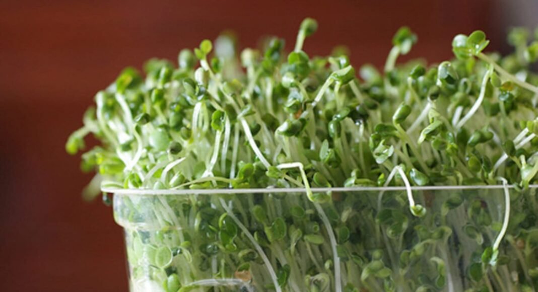 The Top Sprouters You Need for Effortless Home Sprouting! – One Green Planet