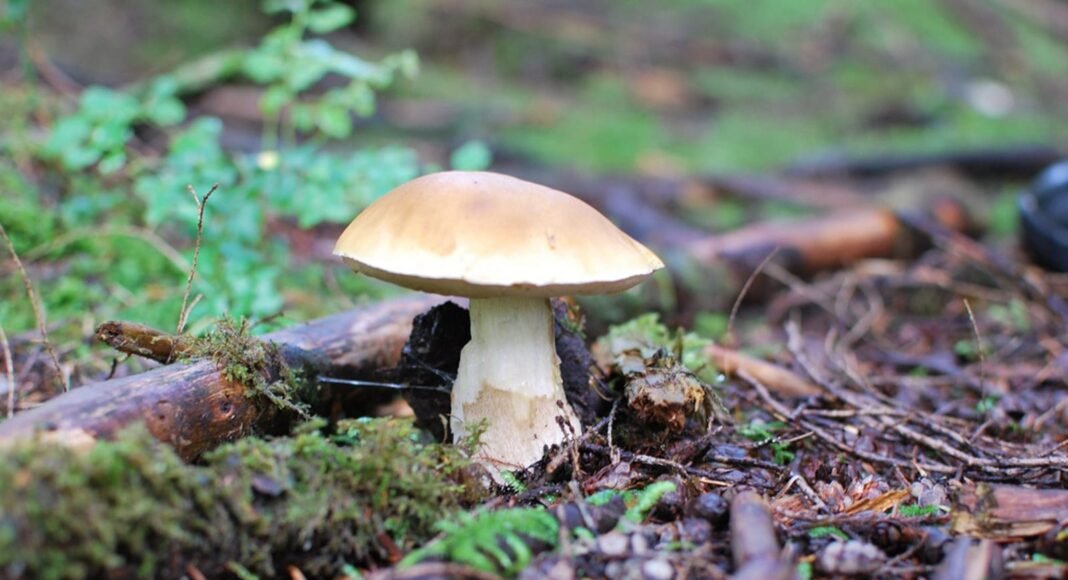 How to Grow Your Own Gourmet Mushrooms at Home! – One Green Planet