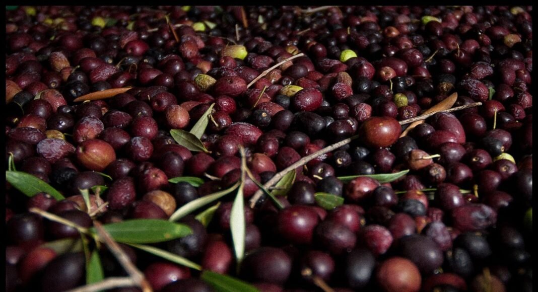 How to Pick and Prep Your Own Olives – One Green Planet
