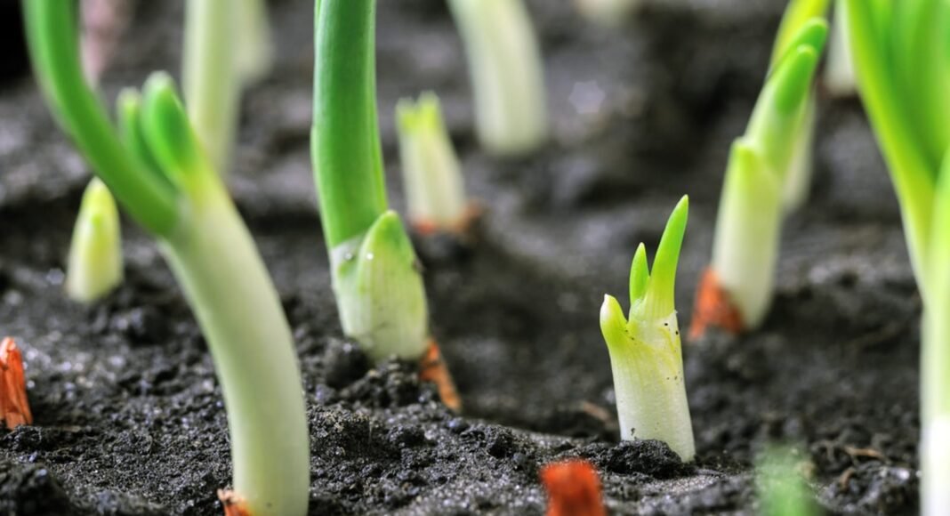 10 Vegetables to Grow Anytime! – One Green Planet