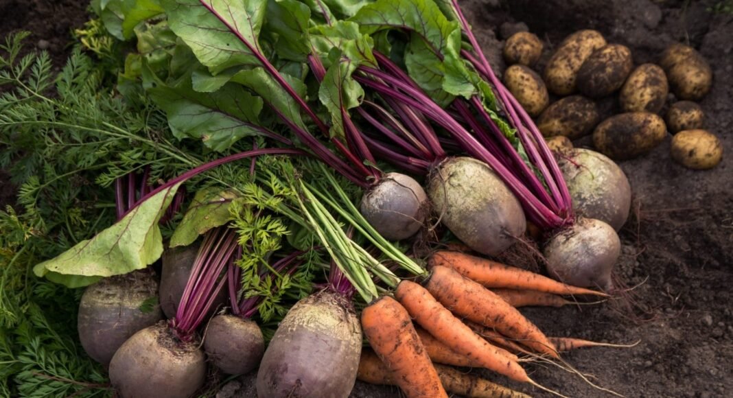 Troubleshooting Common Issues in Growing Root Vegetables – One Green Planet