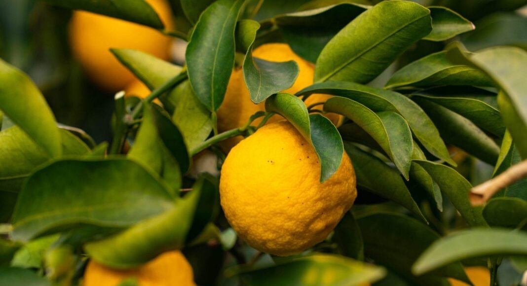 Health Benefits and Uses of This Citrus Fruit – One Green Planet