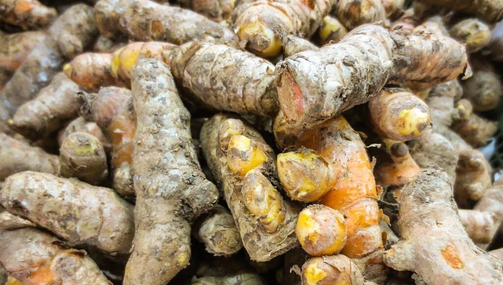 Master Growing, Harvesting, and Using Fresh Turmeric at Home! – One Green Planet